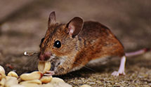 24 Hour & Emergency Exterminators in Advance Mills, VA